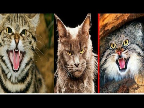 10 MOST DANGEROUS CATS IN THE WORLD #Top 10 video #cat videos # Dangerous cat