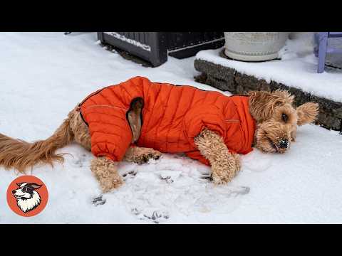 This Special Dog Falls Asleep Every Time He Gets Too Happy