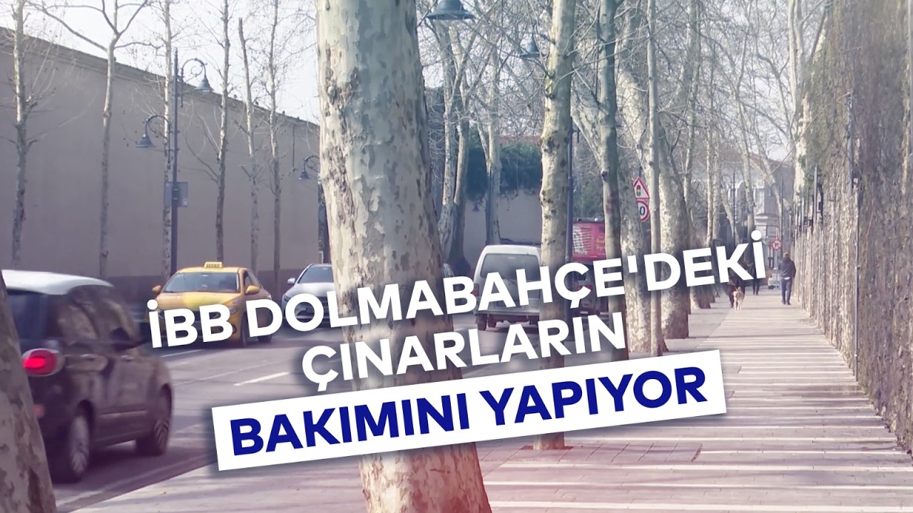 İBB DOLMABAHÇEDEKİ ÇINARLARIN BAKIMINI YAPIYOR
