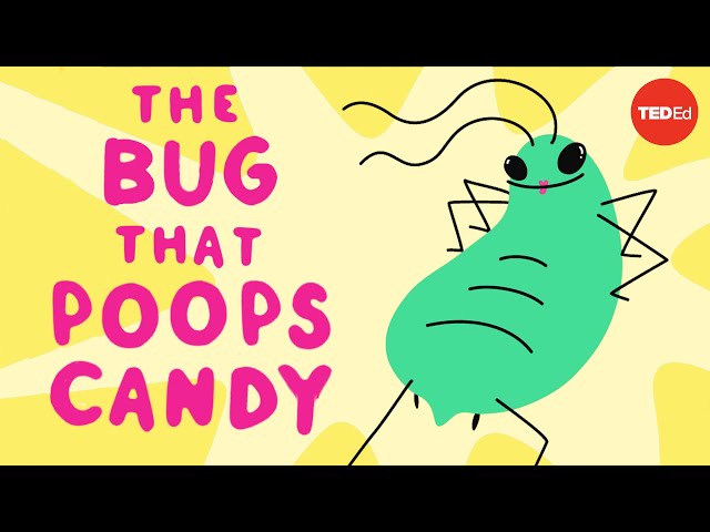 Video pronuncia di aphid in Inglese