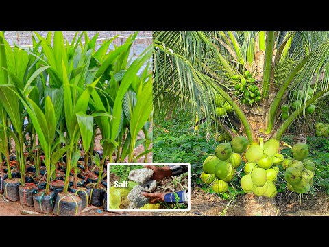 Como cultivar um coqueiro com colheita rápida em 3 anos - Cultivando um coqueiro a partir da semente - Cultivo de coco