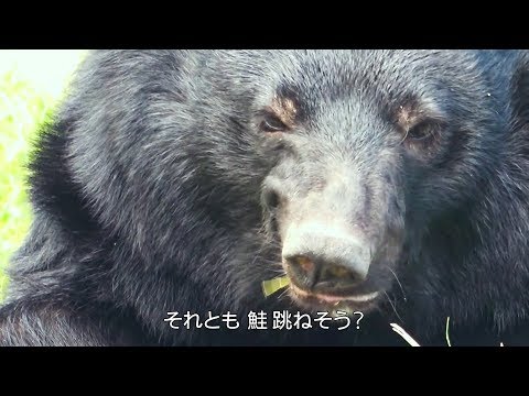 ティザーPV