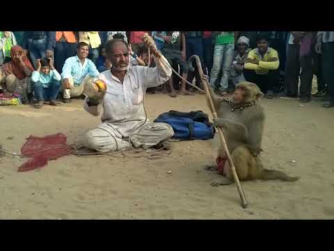 बंदर का खेल || Bandar ka khel || Best Monkey comedy show in pushkar fair, #monkey  #comedy #show
