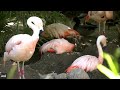 Reid Park Zoo Wild Wednesday Virtual Chat With The Flamingos