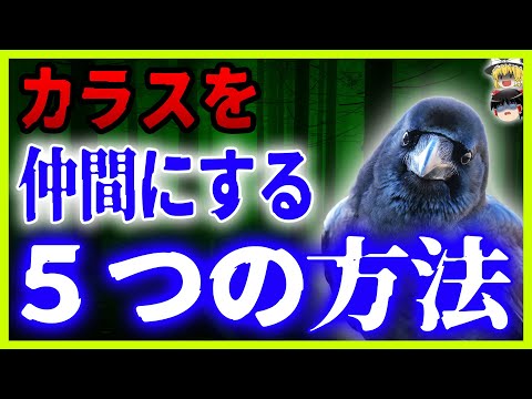 【初公開】これでカラスに襲われるどころかあなたの思いのままに！見逃し厳禁！！【ゆっくり解説】