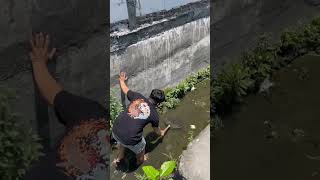 Download lagu Caught a Channa in the Drain!!! #fish #channa #fishing #yogagembul mp3