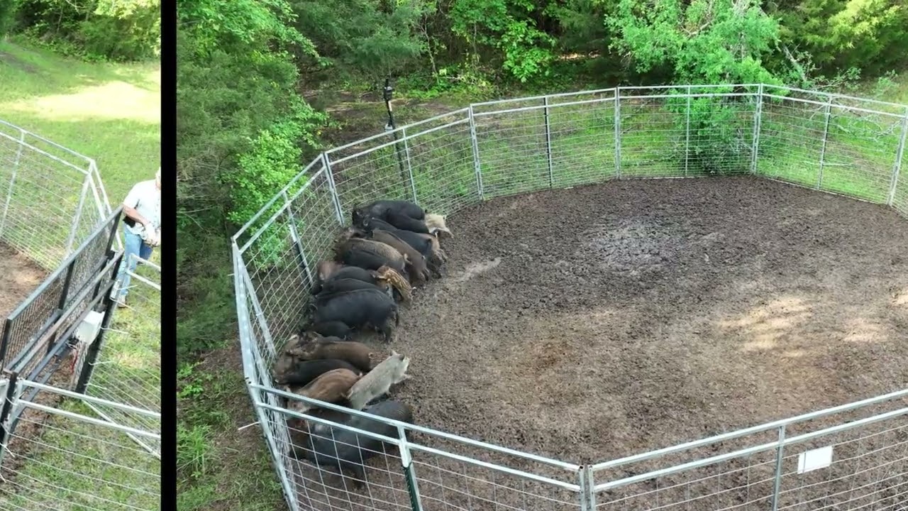 Texas Wild Hog Control