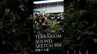 【Terrarium × Music】呼吸する森｜Terrarium Sound Sketch #01 #terrarium #shorts