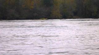 preview picture of video 'Kayaking the Pee Dee 2011: River Otters below Rockingham'