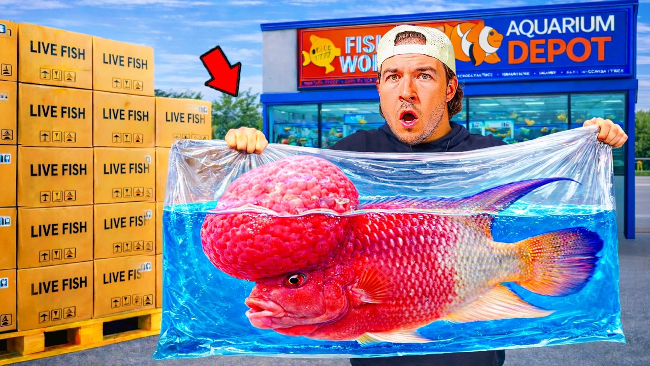 I Bought Fish from Every Fish Store...
