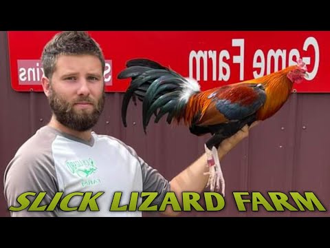 20k Kelso Yellow leg hatch - SLICK LIZARD FARM