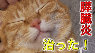 猫の茶々病気が治りました！腸閉塞かと思ったら膵臓炎でした…