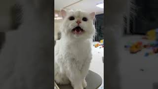 Subah ka time 😂1-2-3-4 #daizyaizy #2#payalpanchal#sanjana #funny #ytstudioes #cat