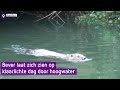 Bever laat zich op klaarlichte dag zien door hoogwater
