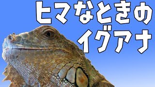 【癒し系】ほんとうにヒマそうなイグアナ【爬虫類】
