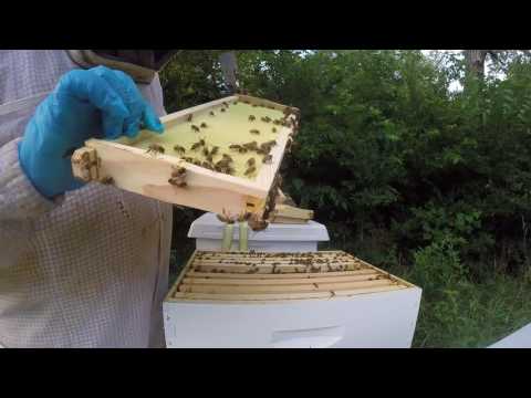 Returning extracted frames to the hives  Beginning beekeeping in Texas