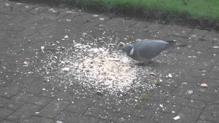Video For Cats - Wood Pigeon and Magpie