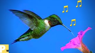 beija flor#Somparaatrairbeijaflor#cantodobeijaflor#beijaflorcantando#somdepssaros#aves#Q98e#sound