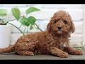 Mini Goldendoodle dogs for sale: Red  - Video 1