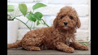 Video preview image #1 Goldendoodle (Miniature) Puppy For Sale in NARVON, PA, USA