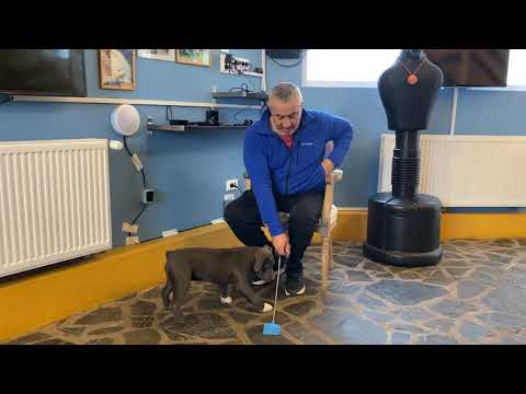 Amstaff Thor ziua a 2-a sedinta 2