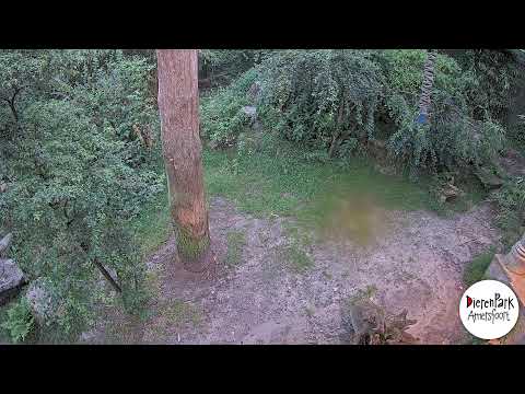 DierenPark Amersfoort live cam