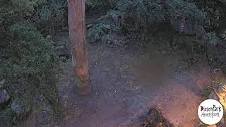 Live dieren kijken | Tijgercam 2 | DierenPark Amersfoort
