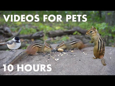 Chipmunk Rock in the Forest - 10 Hour Cat TV for Cats - Videos for Pets and People - Oct 02, 2023