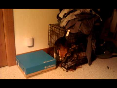 Musket trying to get out of her crate with a toy
