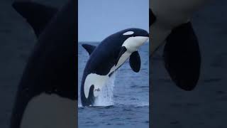 Download lagu jedag jedug ular valac paus orca ikan nabi yunus el gran maja mosasaurus kalian pilih maja mp3 Download lagu jedag jedug ular valac paus orca ikan nabi yunus el gran maja mosasaurus kalian pilih maja mp3