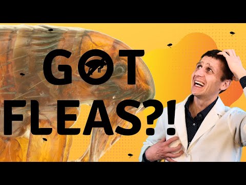 Still Seeing Fleas On Your Cat? You're Doing It Wrong