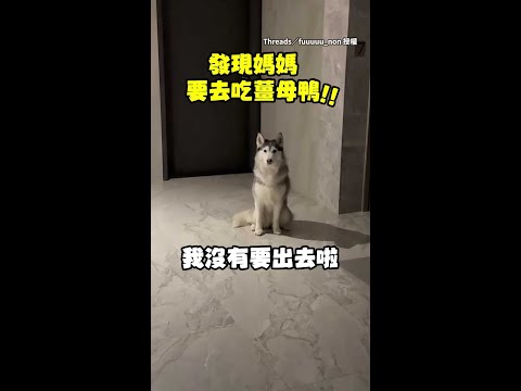 【吃薑母鴨都不揪】見媽要去吃好料哈士奇盧小小不讓她出門！