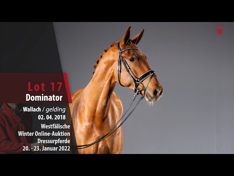Winter Online-Auktion Lot 17 Dominator Wallach v. Dimagico - Weltmeyer