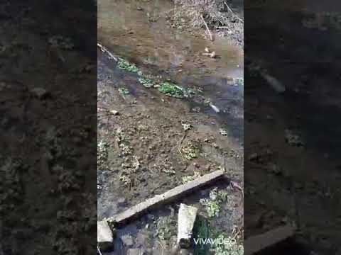 Fuzuli rayonu Qaraxanbeyli kendi, Kondelen cayi