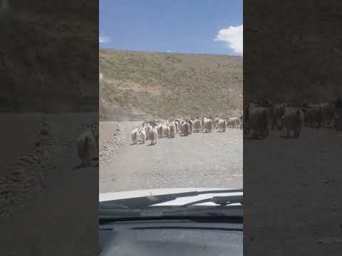 Viaje desde Las Ovejas hasta Manzano Amargo.Neuquén.Ovejas.Rio Neuquén.Argentina.