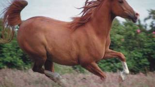 A Girl And Her Horse - Corbon Leaf