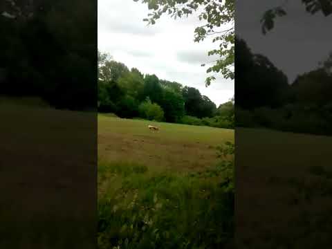 Batson's Happy Dogs video.