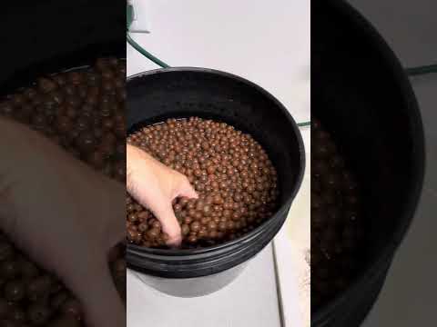 Canna vs Hydroton clay pebbles and the arsenic levels