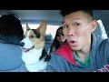 WINTER VACATION W/CORGI - Life After College ...