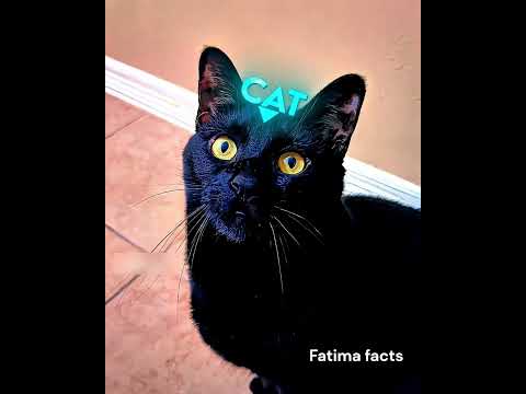 'The Cat' played like Ronaldo. #viral #youtubeshorts #shortsfeed #ytshorts