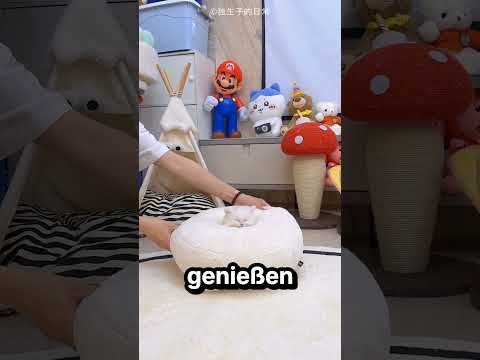 So ging dieses Kätzchen in den Urlaub 🐱 🌴