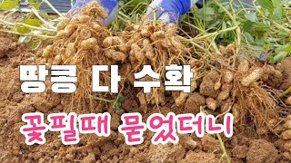 땅콩 다수확 방법은 꽃필때 무조건 묻어라 땅콩이 주렁주렁 땅콩쉽게 터는법