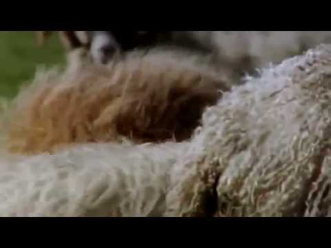 Andy Goldsworthy Documentary   Rivers and Tides의 사본