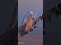Saudia Arabia A380 Taking Off From Jeddah Giant Departure Over The Red Sea Shorts Aviation