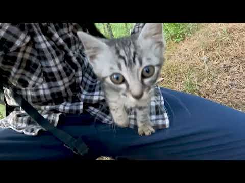 A Hiker Found A Stray Kitten On The Trail And Convinced Himself To Adopt It