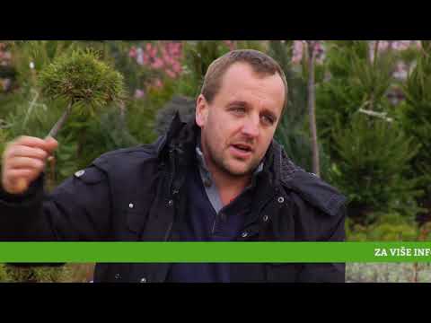 Reč struke ep. 138 21.12.2017. - Gajenje ruža