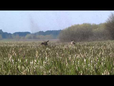 Biebrza 2011 - dwa łosie