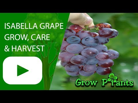 download lagu mp3 mp4 Isabella Grape, download lagu Isabella Grape gratis, unduh video klip Download Isabella Grape Mp3 dan Mp4 Full Gratis