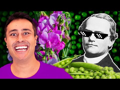 1a LEI DE MENDEL: Como resolver EXERCÍCIOS