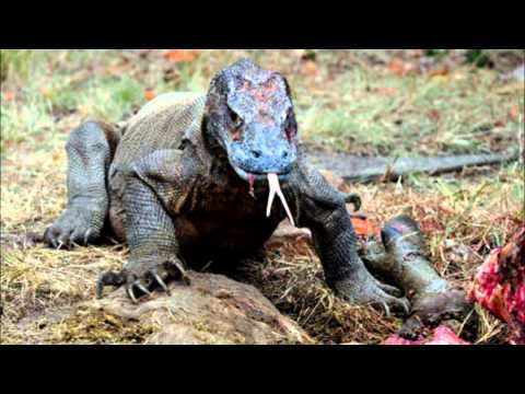 Video thumbnail for WARAN Z KOMODO